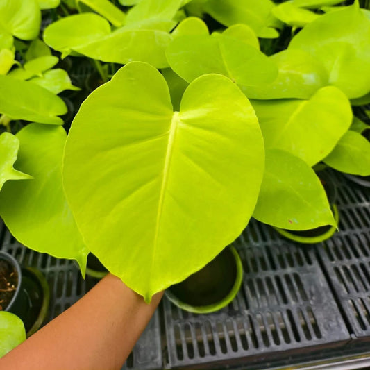 Monstera Banana - Pre Order