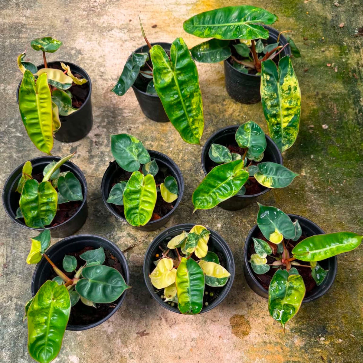 Philodendron Billietiae Var - Pre Order