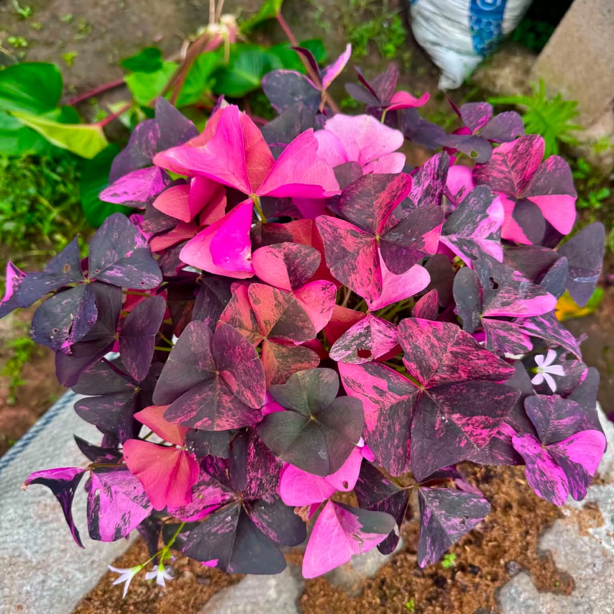 Oxalis - Pre Order