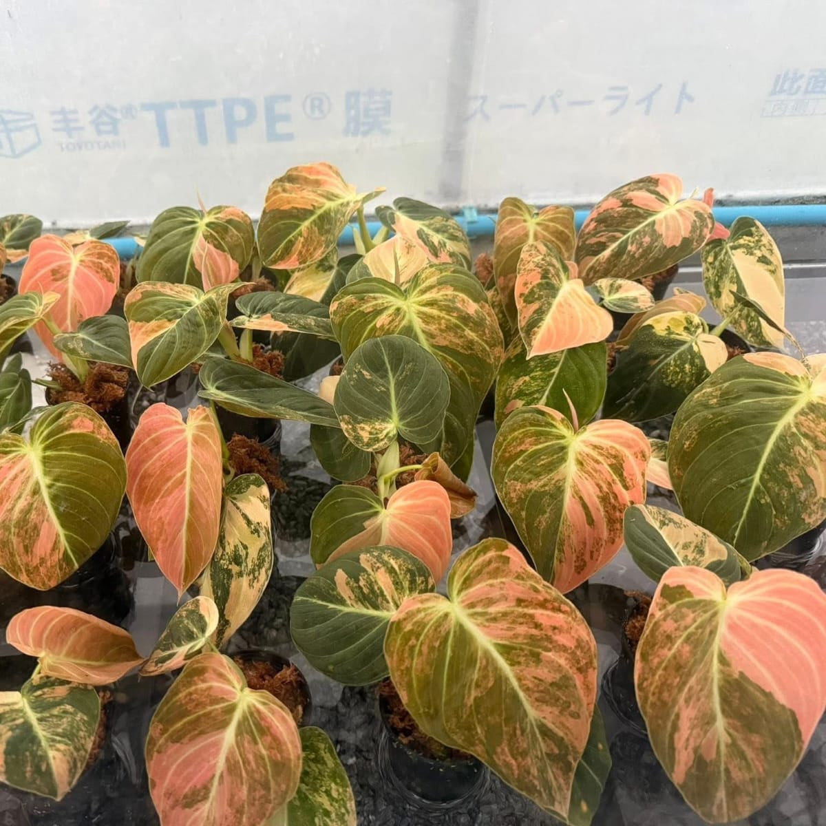 Philodendron Melanochrysum Orange Var- Pre Order