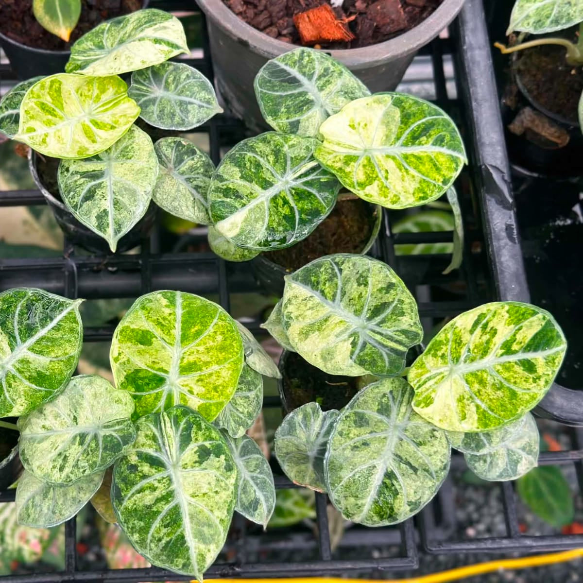 Alocasia Ninja Splash - Pre Order