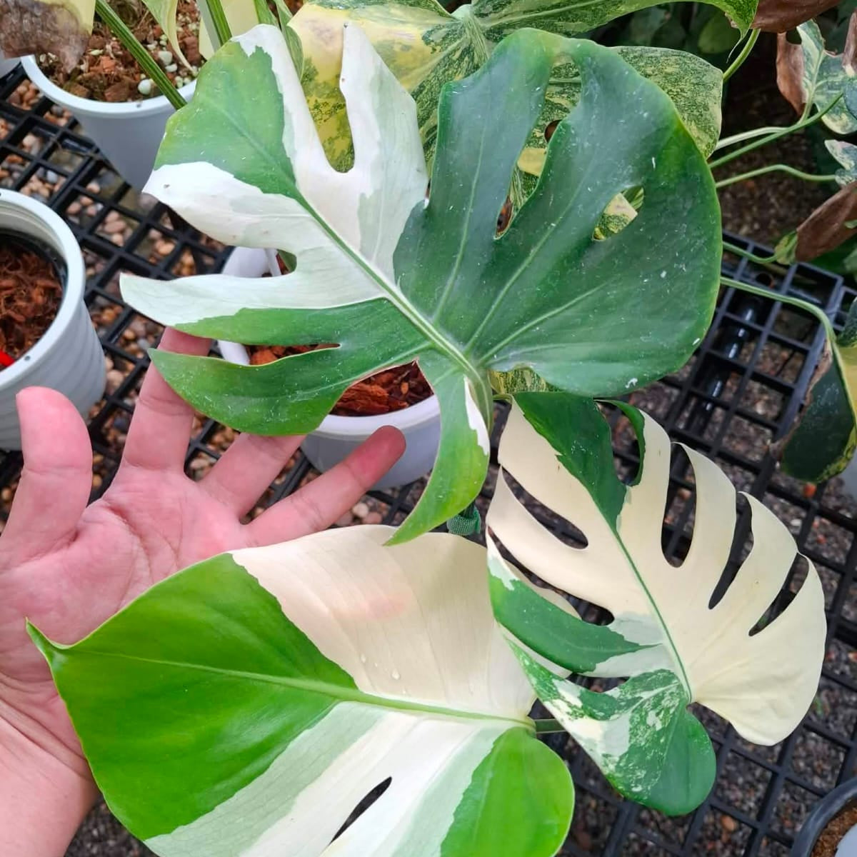 Monstera Deli Albo (Large Form) - Pre Order