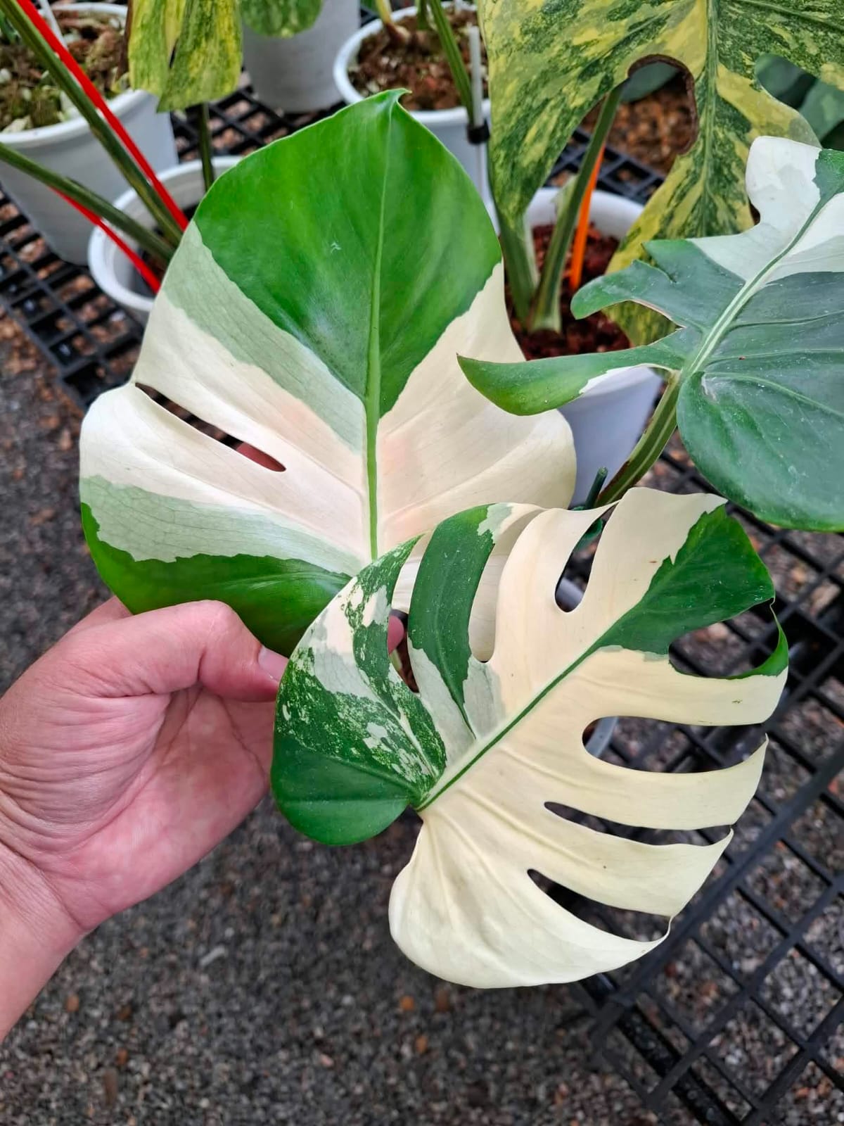 Monstera Deli Albo (Large Form) - Pre Order