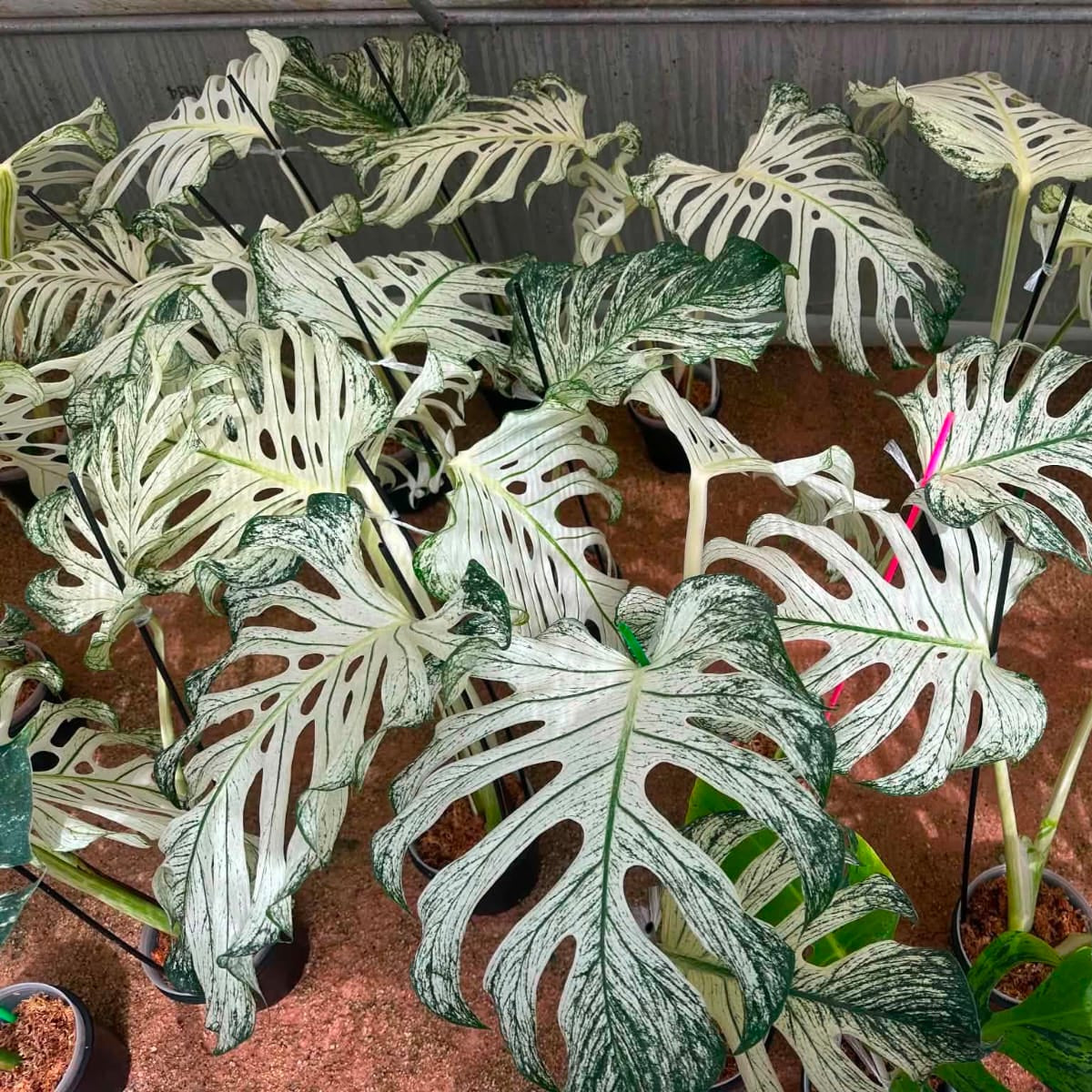 Monstera Devil Monster (Top Cut-Medium) - Pre Order