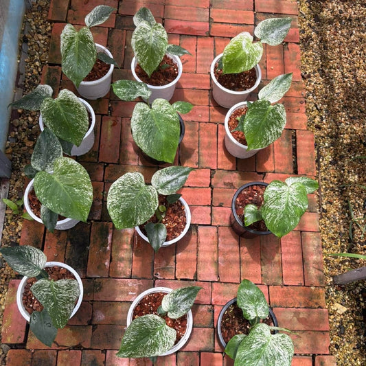 Monstera Devil Monster (Grown from Tc) - Pre Order