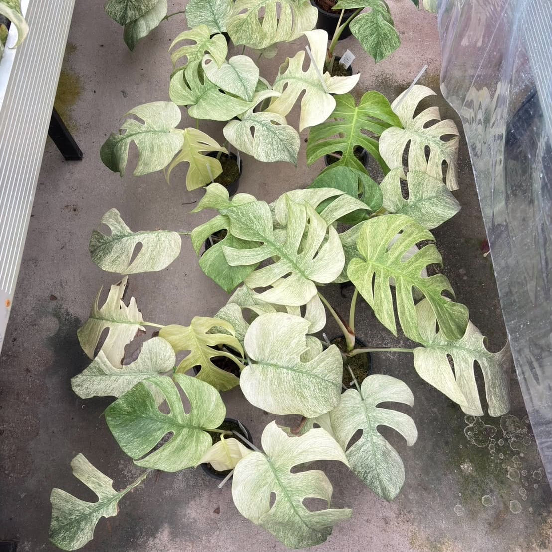 Monstera Borsigiana Full Mint - Pre Order
