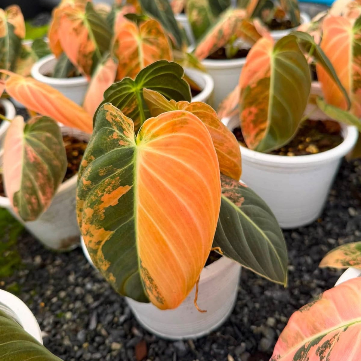 Philodendron Melanochrysum Orange Var - Pre Order