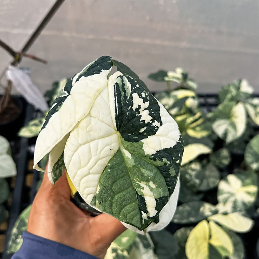 Alocasia Melo Albo - Pre Order