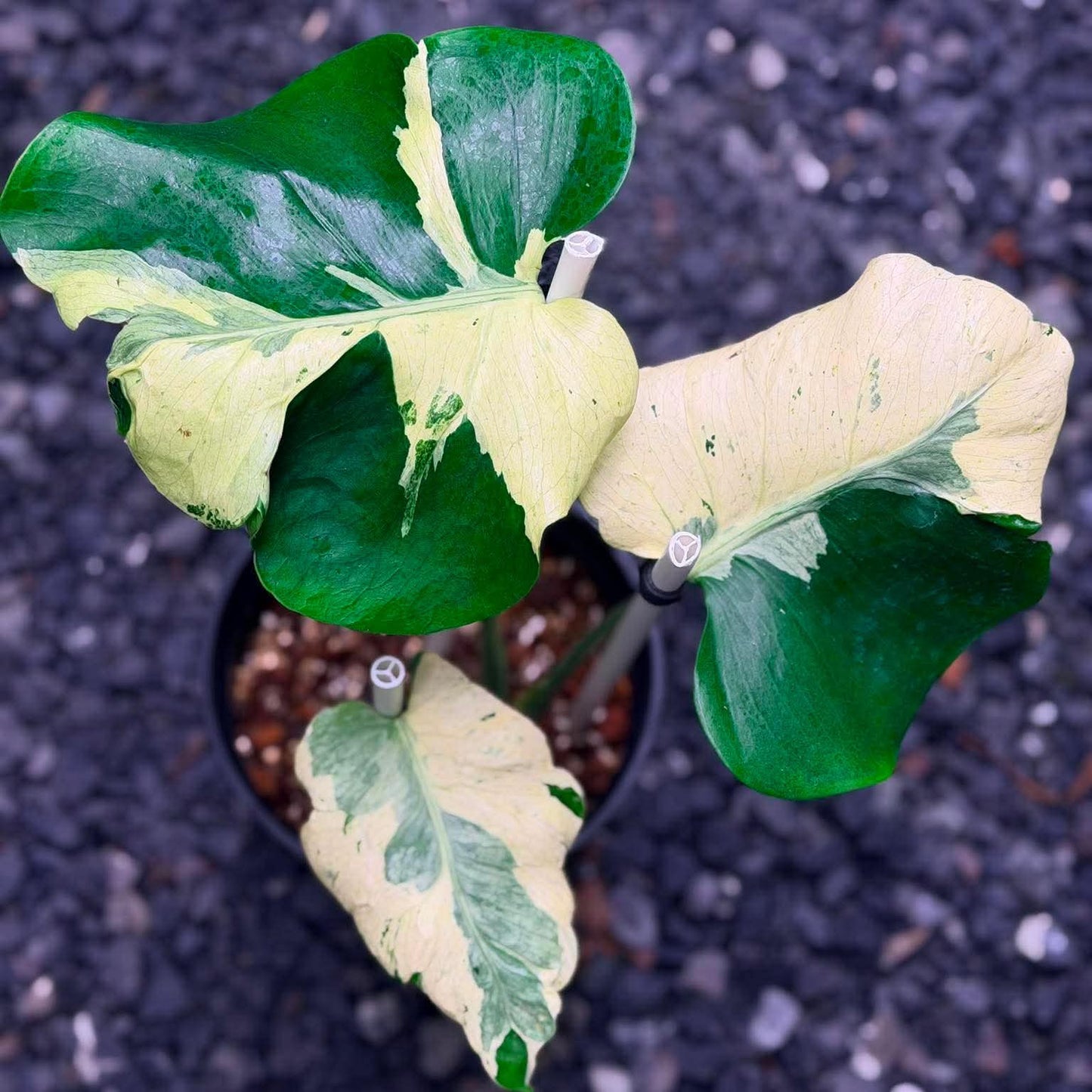 Monstera Masterpiece A - Pre Order
