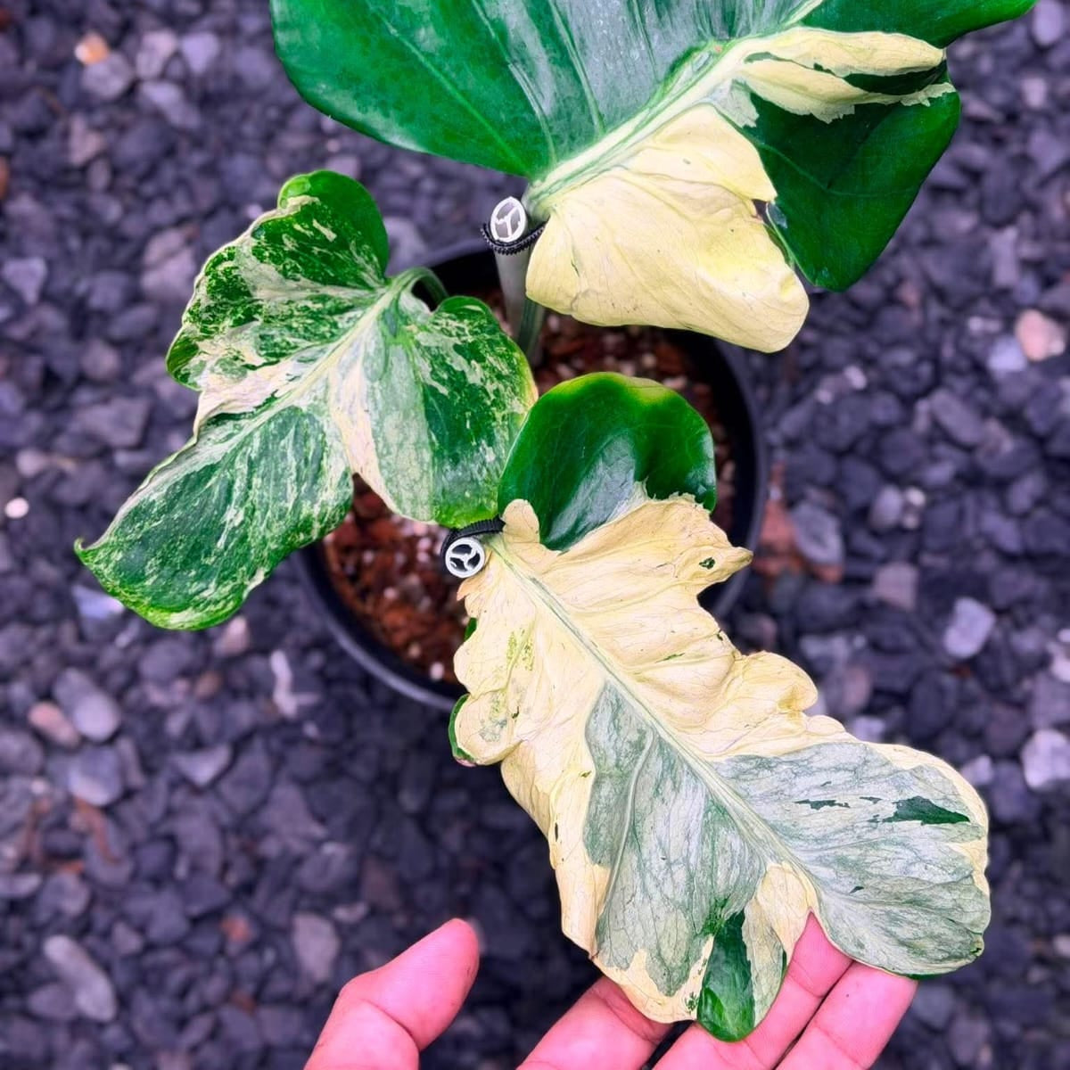 Monstera Masterpiece B - Pre Order