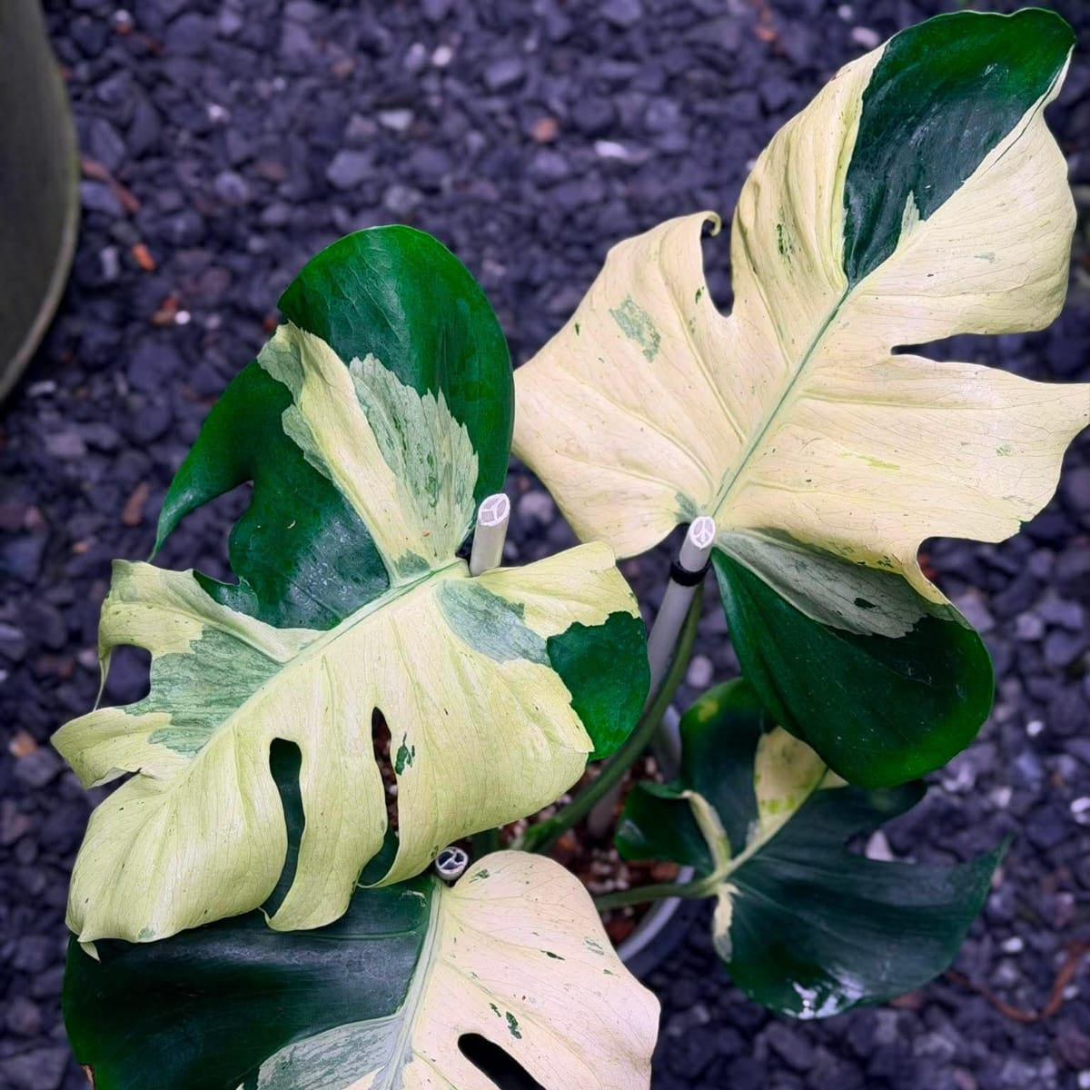 Monstera Masterpiece C - Pre Order