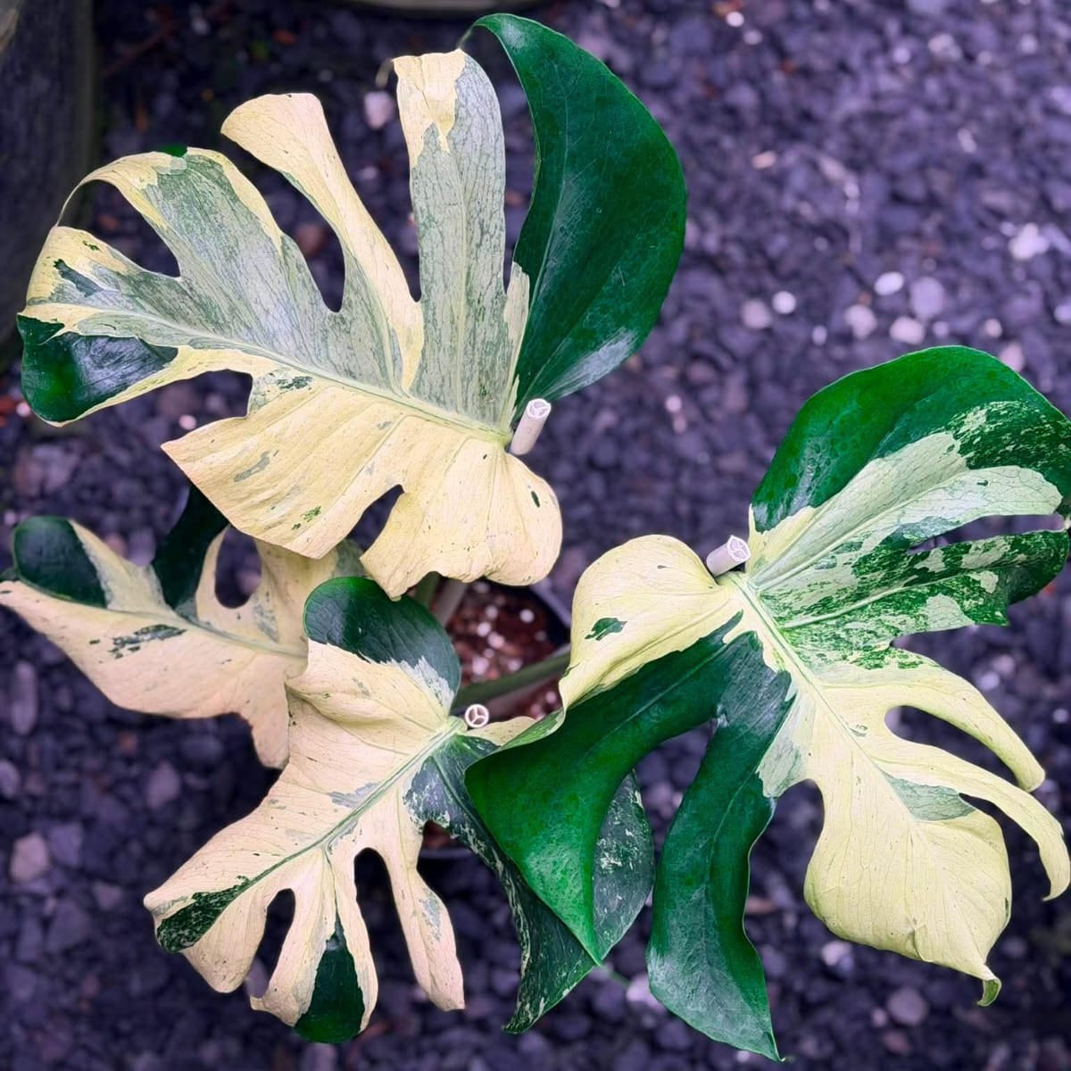 Monstera Masterpiece E - Pre Order