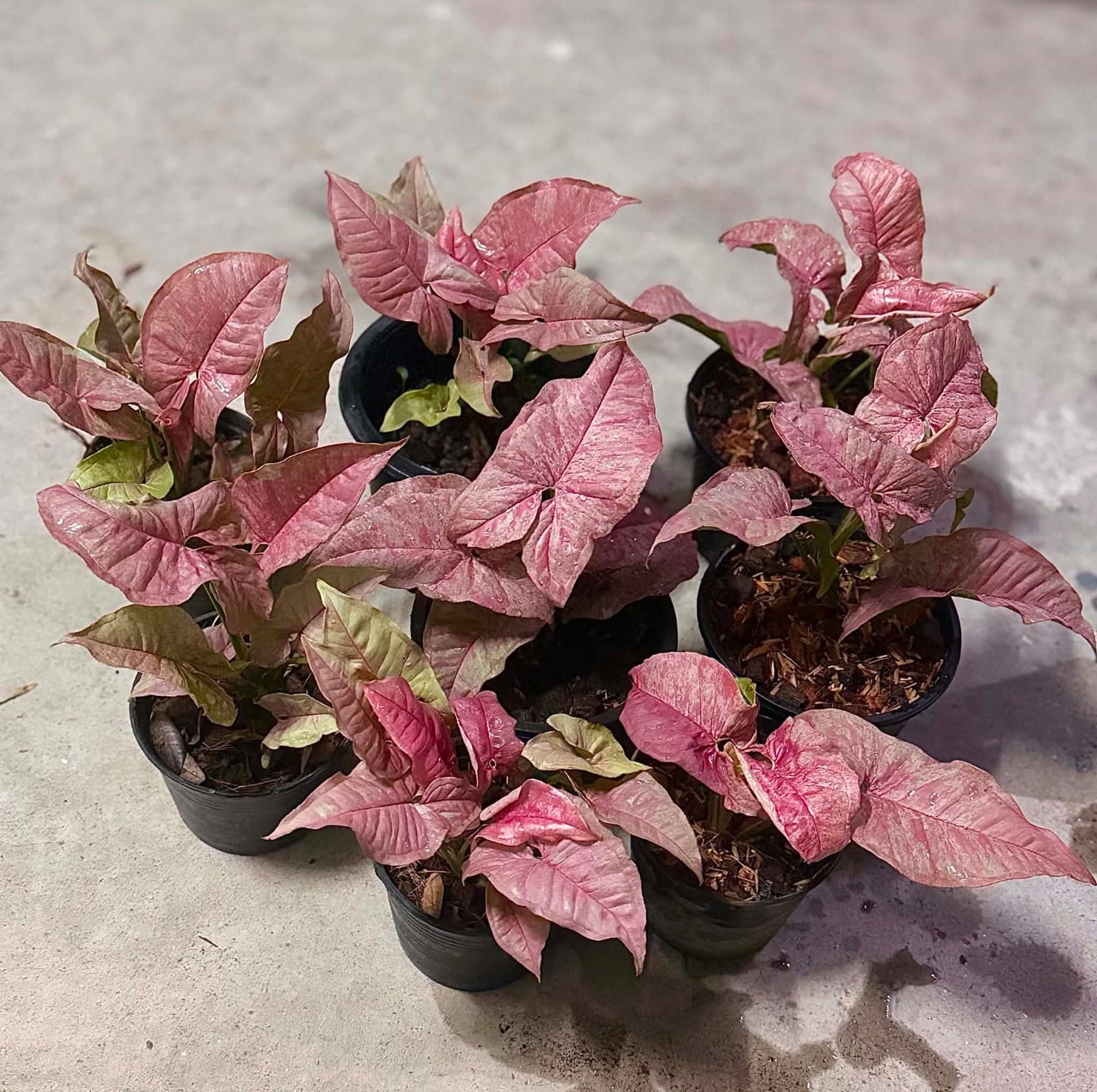 Syngonium Venom - Pre Order