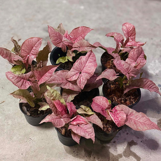 Syngonium Venom - Pre Order