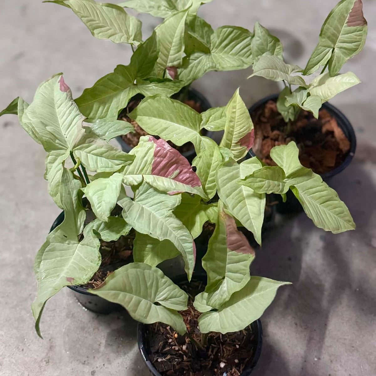 Syngonium Pink Glow - Pre Order
