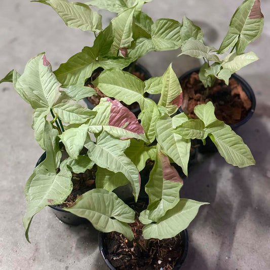 Syngonium Pink Glow - Pre Order