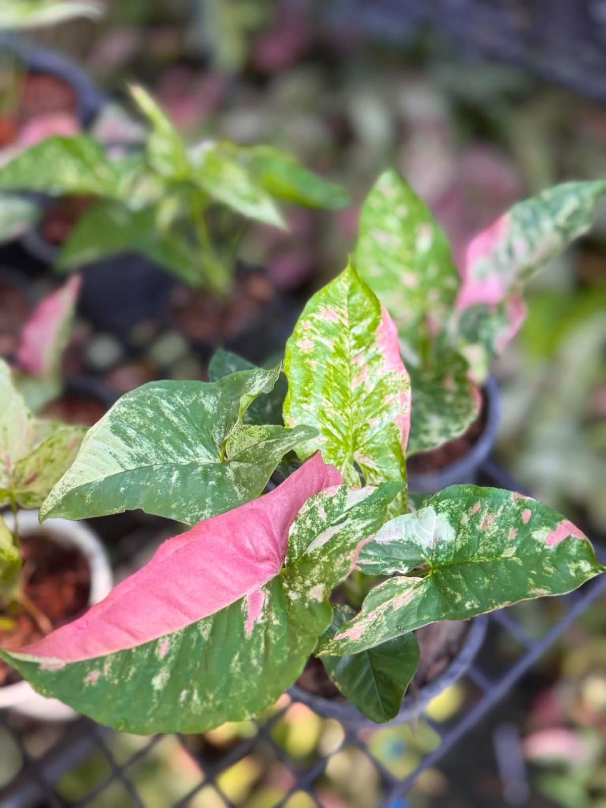 Syngonium Yok Siam- Pre Order
