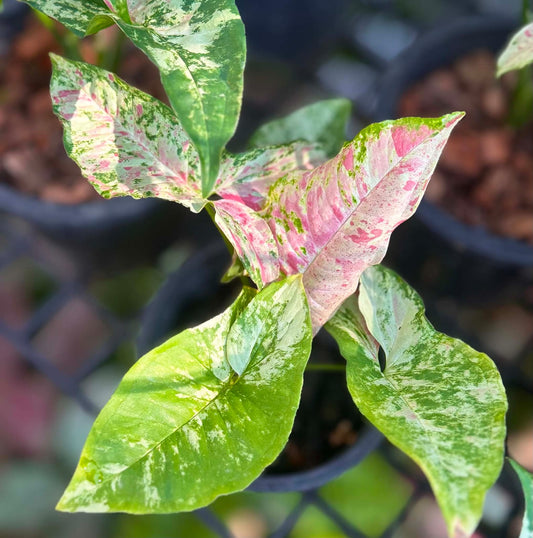 Syngonium Yok Siam- Pre Order