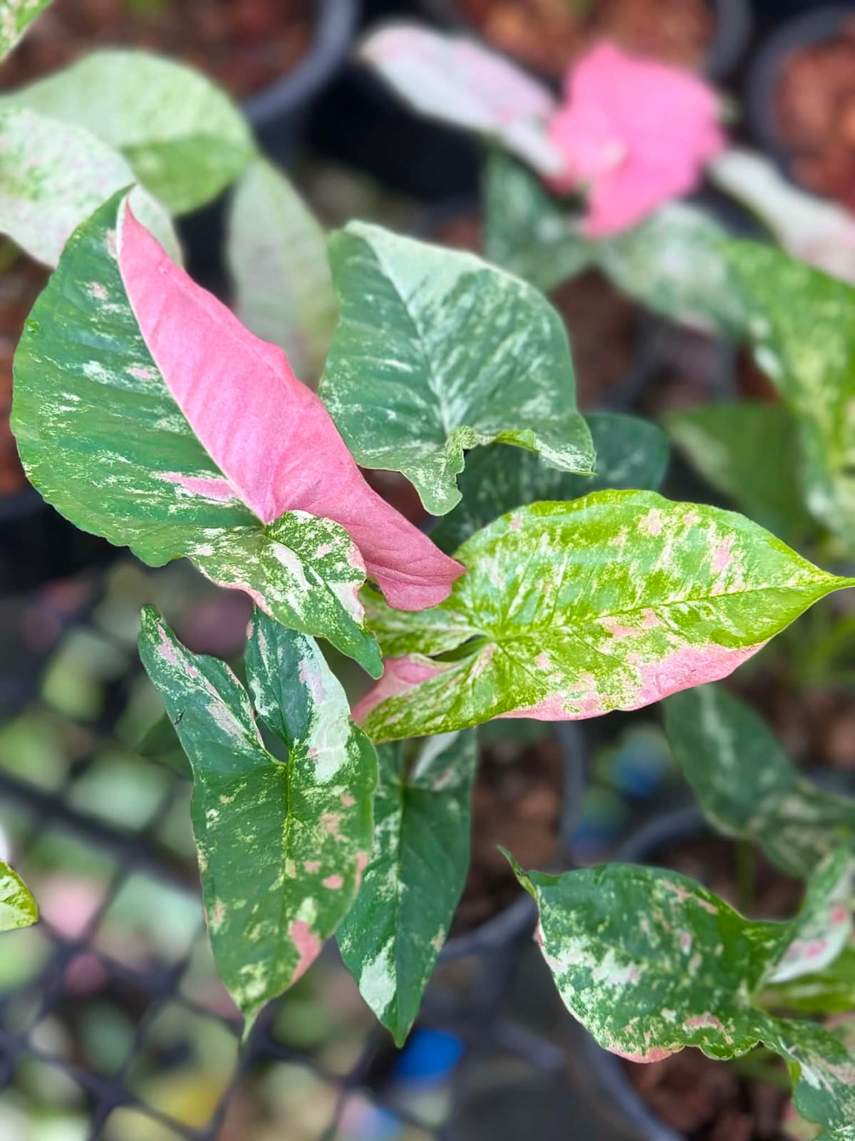Syngonium Yok Siam- Pre Order