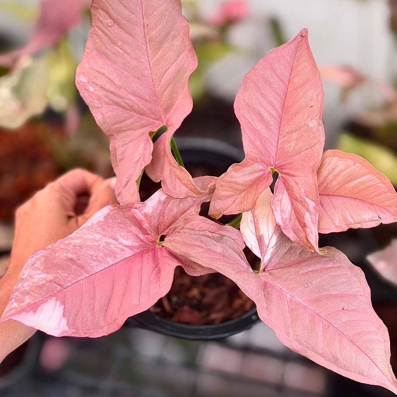 Syngonium Double Red - Pre Order
