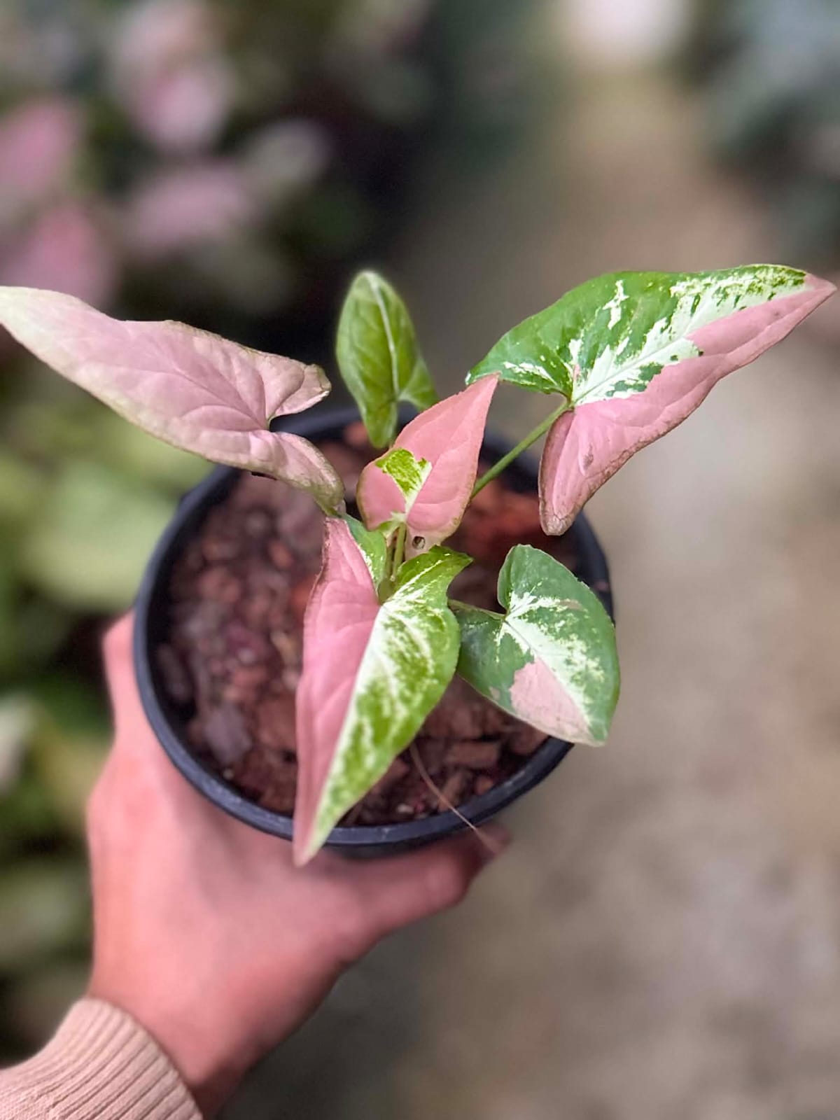 Syngonium Migma Tricolor Polly Pink- Pre Order