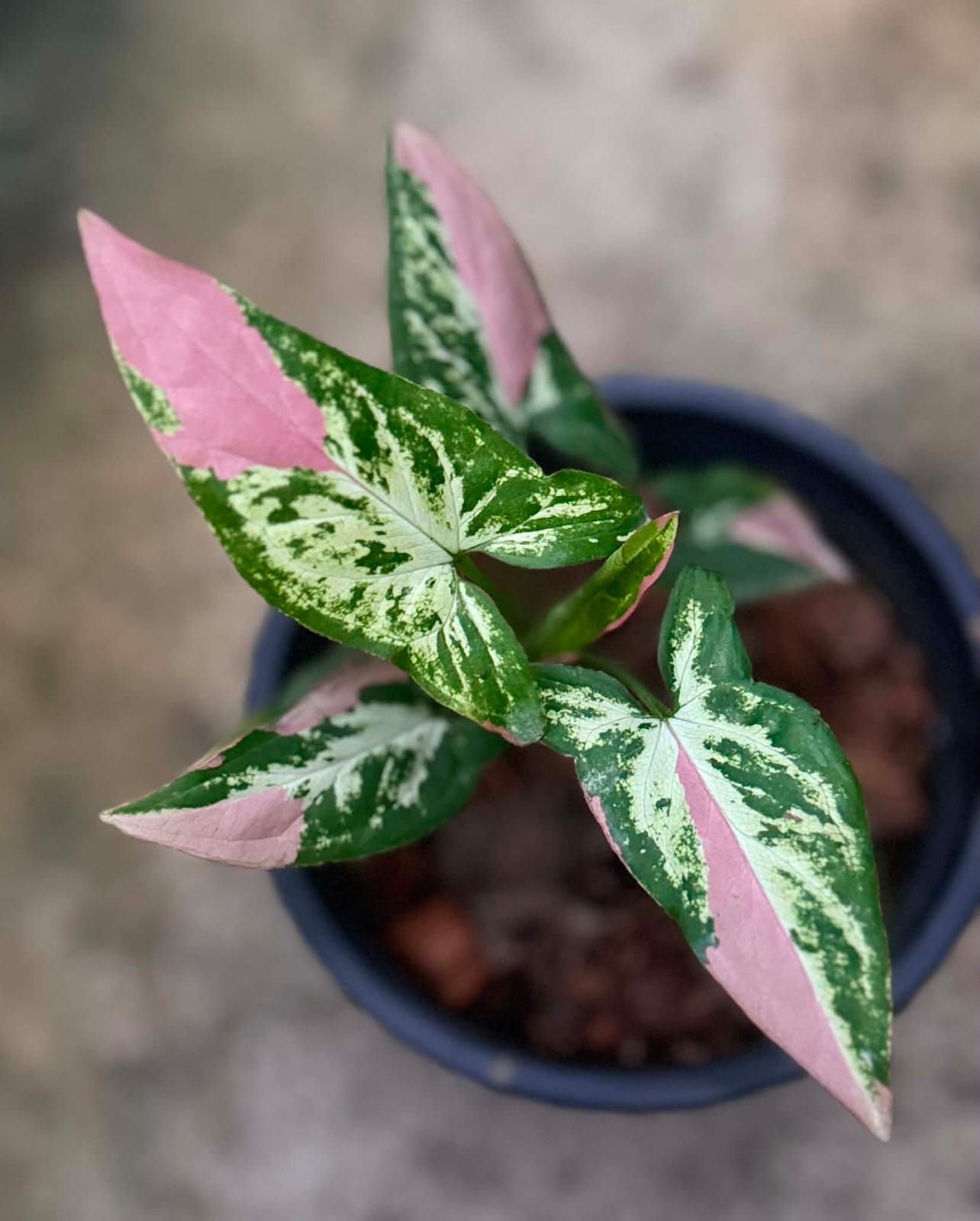 Syngonium Migma Tricolor Polly Pink- Pre Order