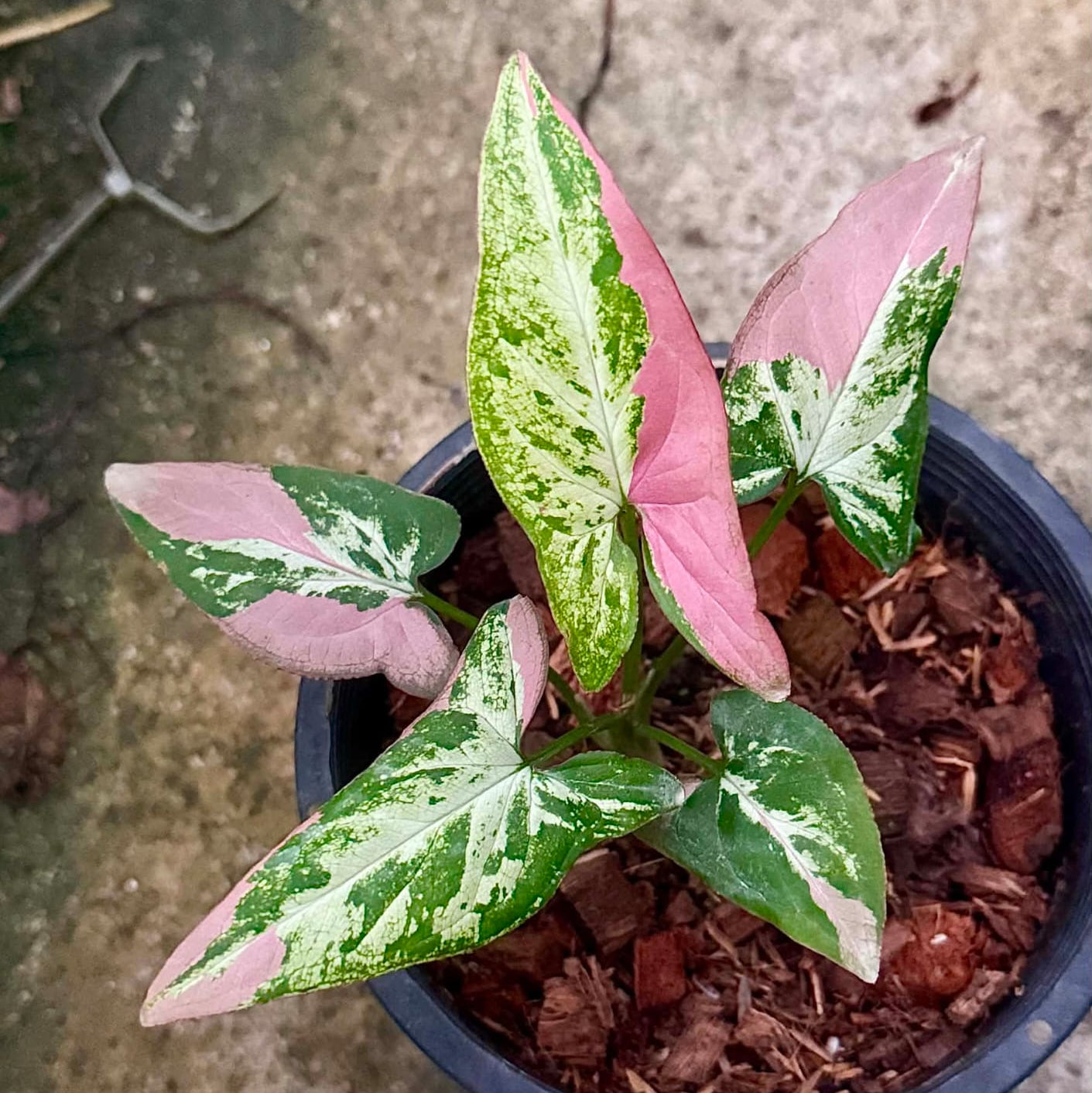 Syngonium Migma Tricolor Polly Pink- Pre Order