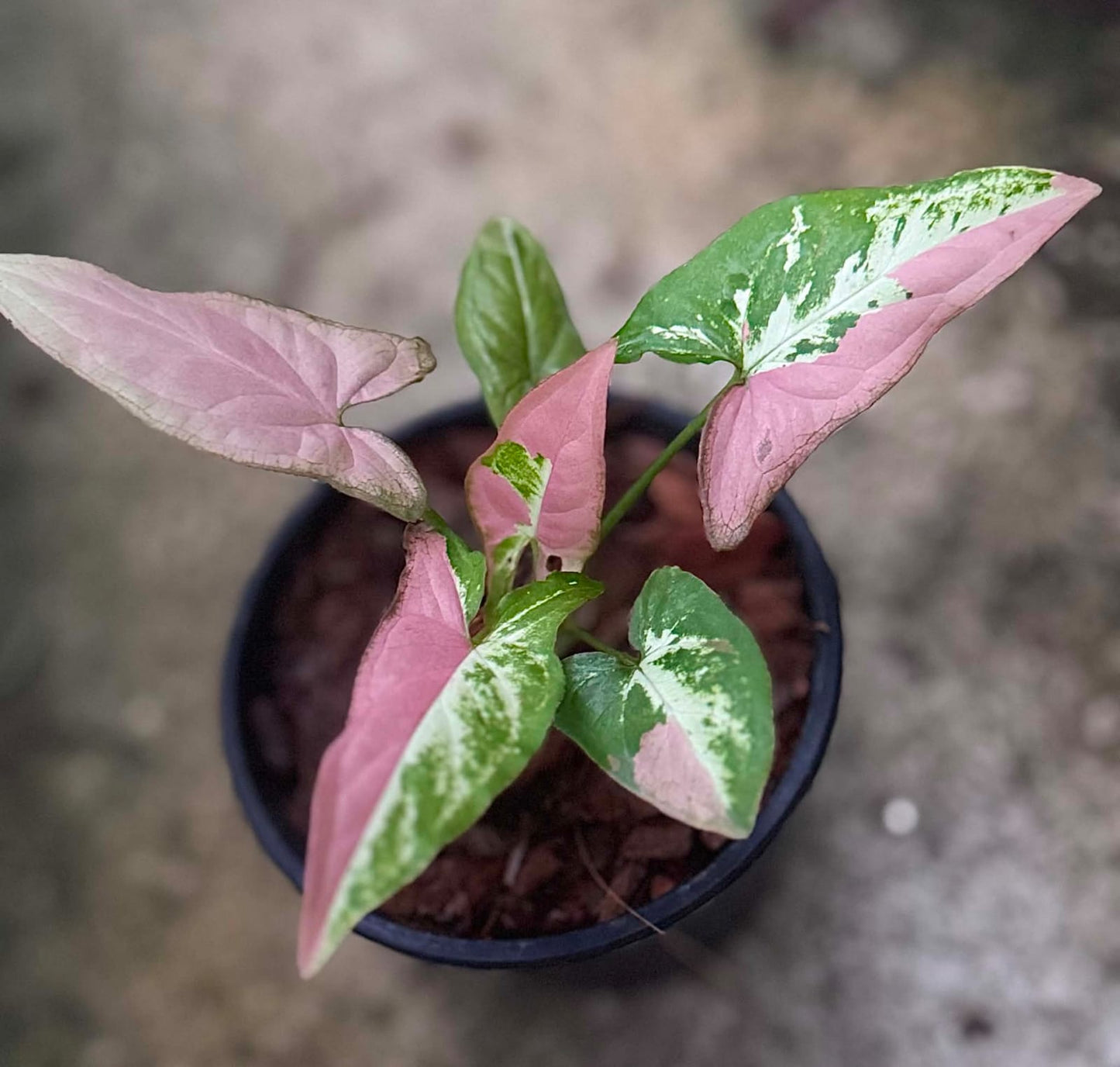 Syngonium Migma Tricolor Polly Pink- Pre Order