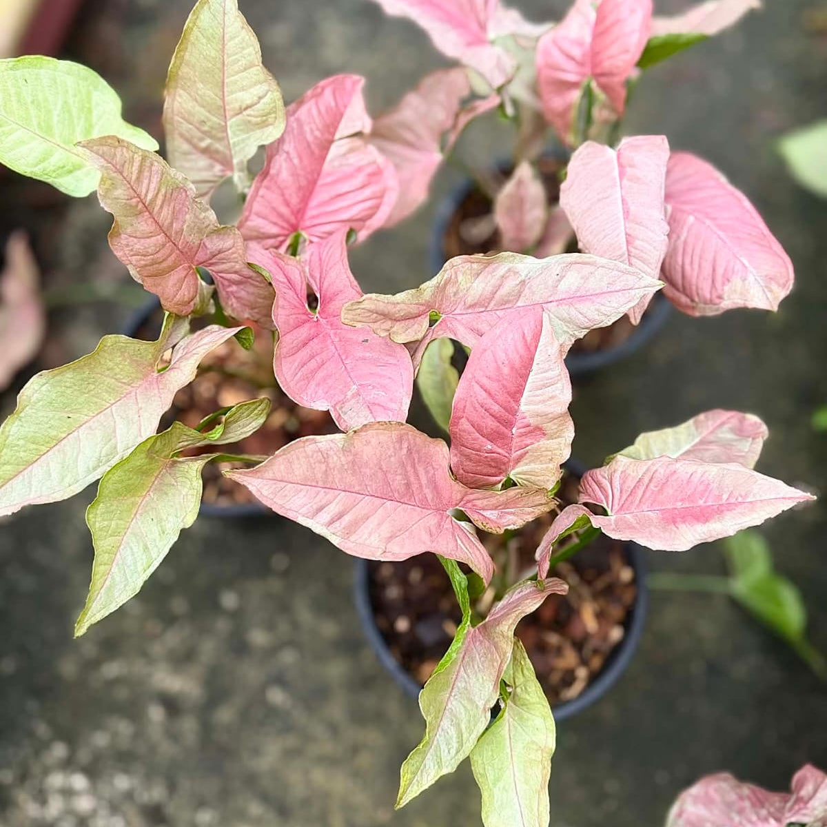 Syngonium Pink Jade Unicorn - Pre Order