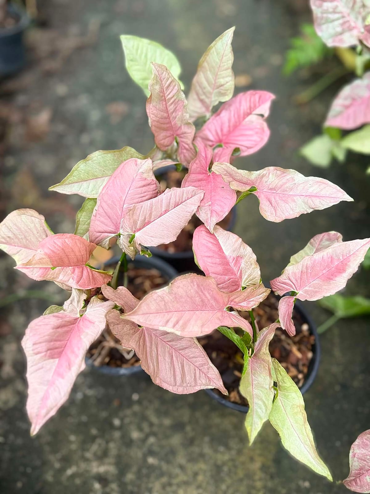 Syngonium Pink Jade Unicorn - Pre Order