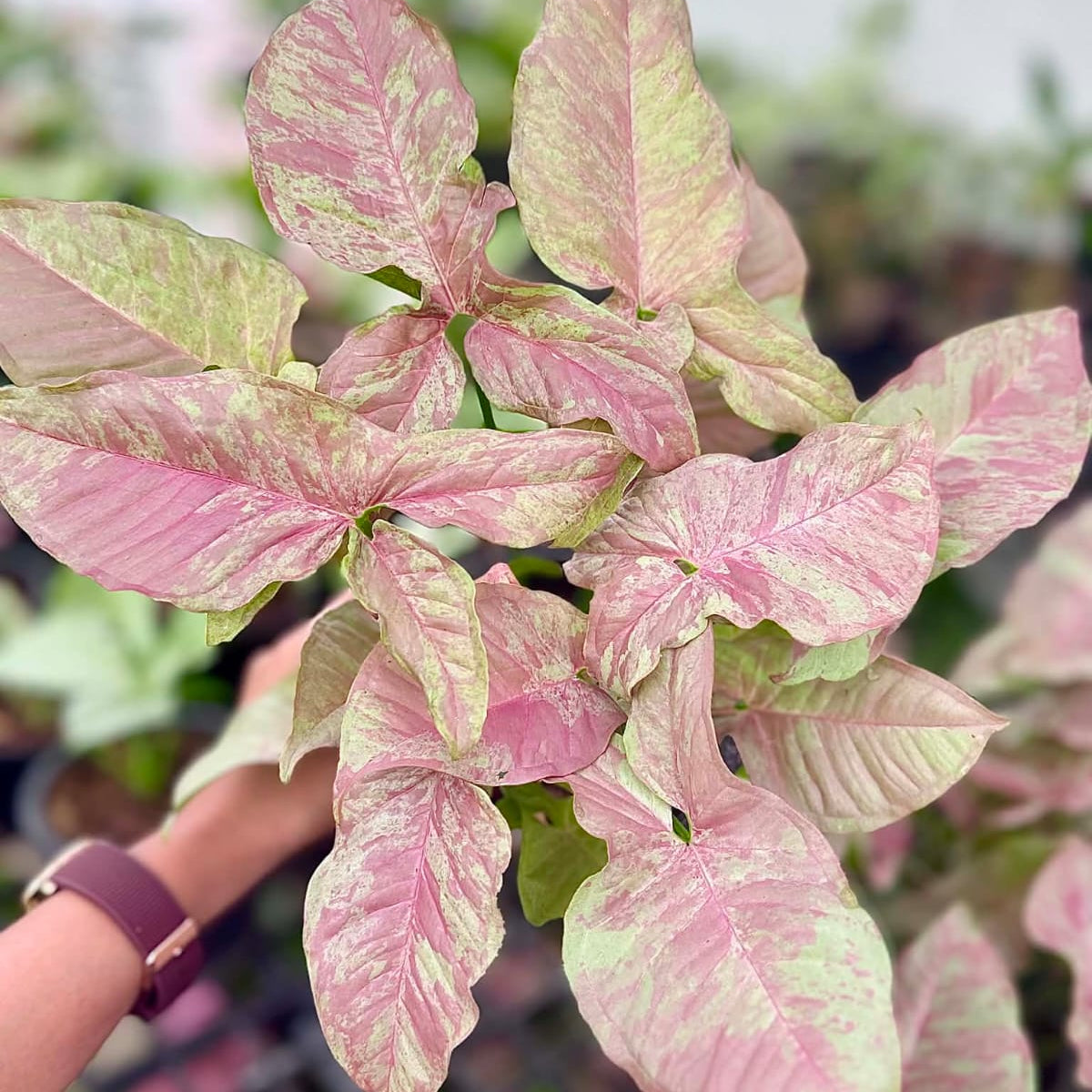 Syngonium Nebula - Pre Order