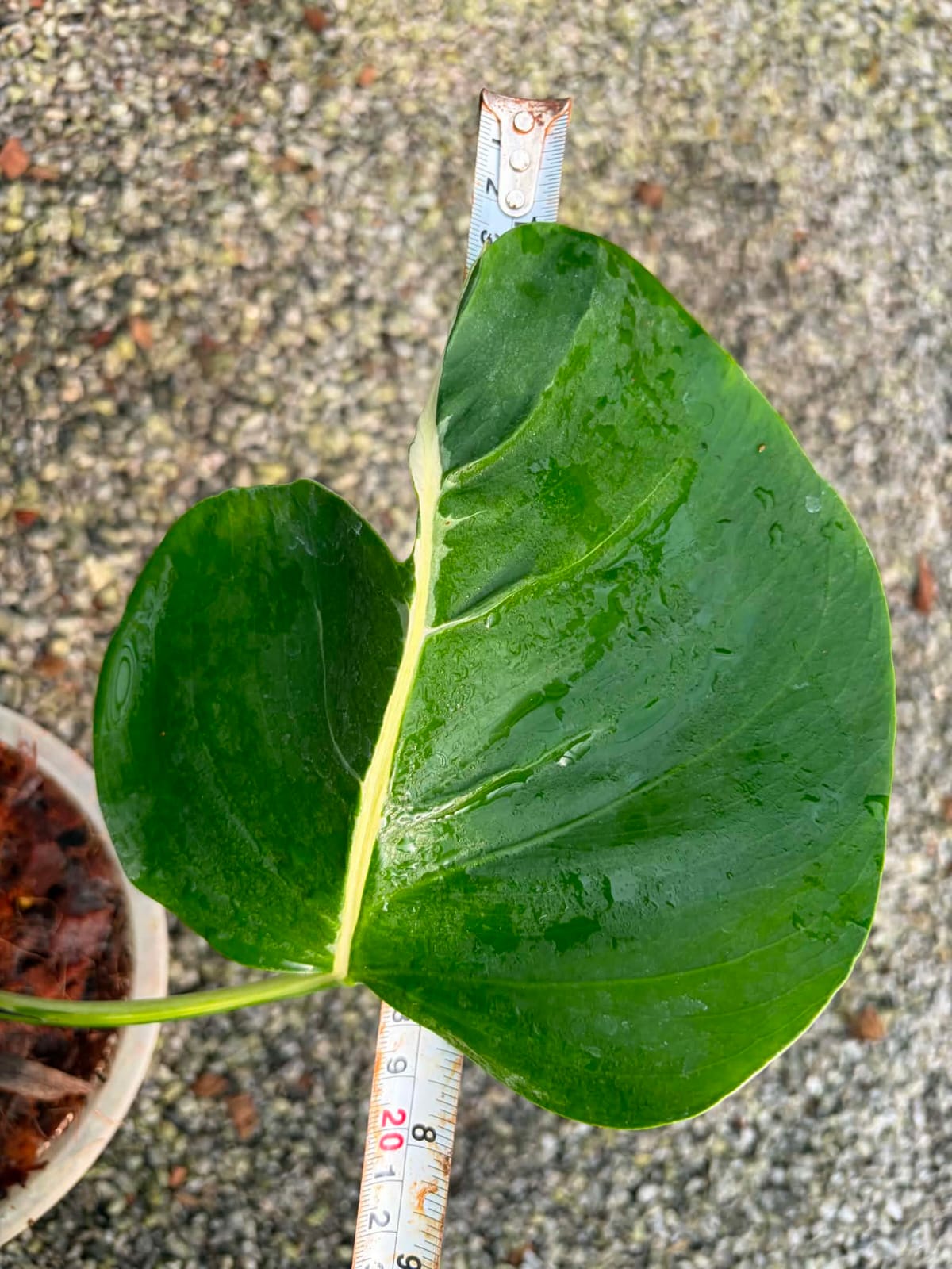Monstera Lava - Pre Order
