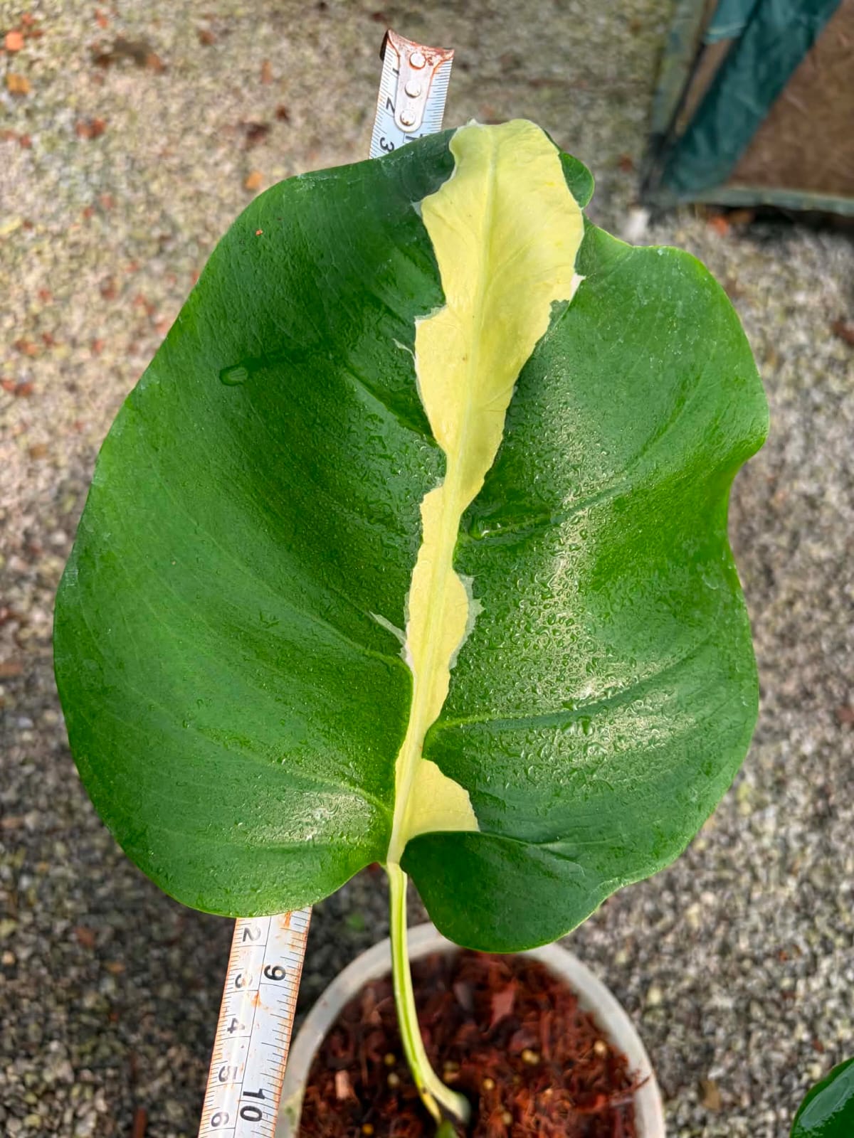 Monstera Lava - Pre Order