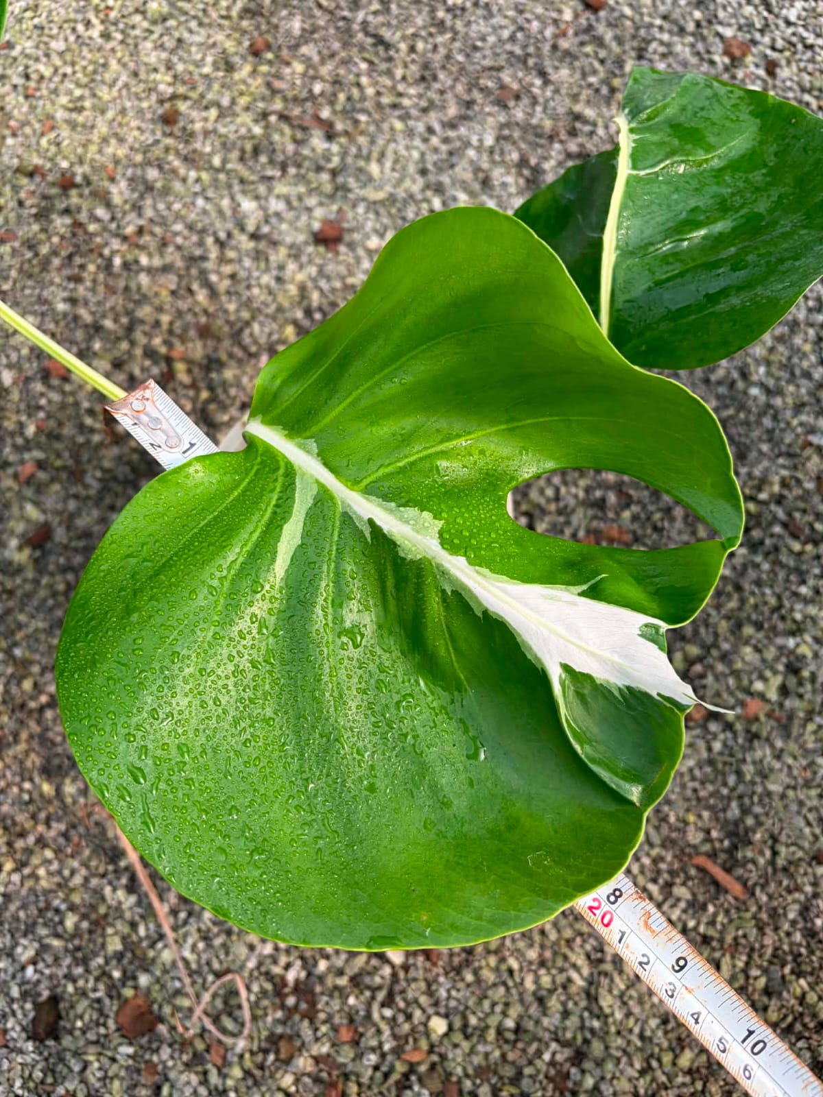 Monstera Lava - Pre Order