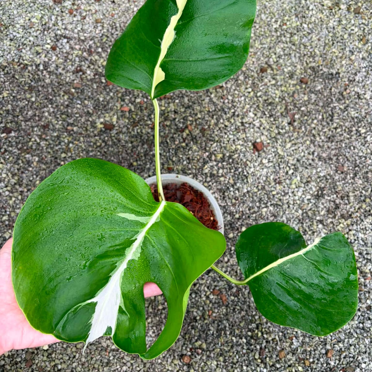 Monstera Lava - Pre Order