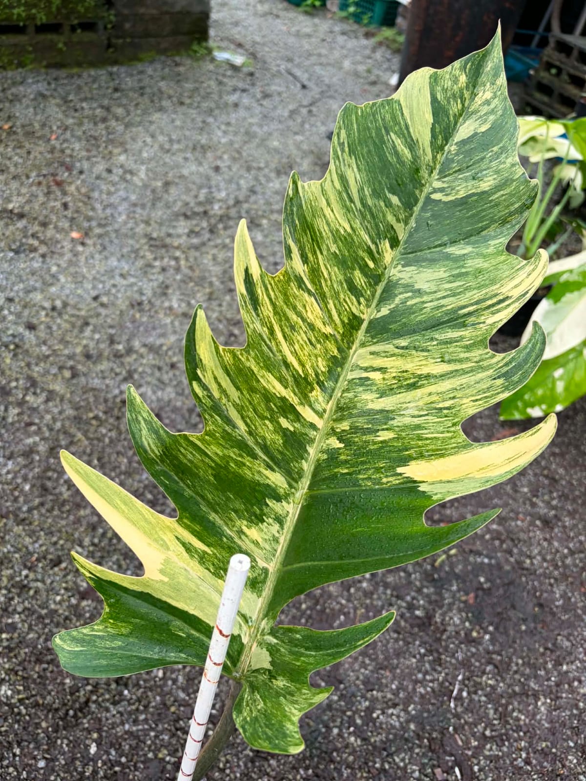 Philodendron Caramel Marble A- Pre Order
