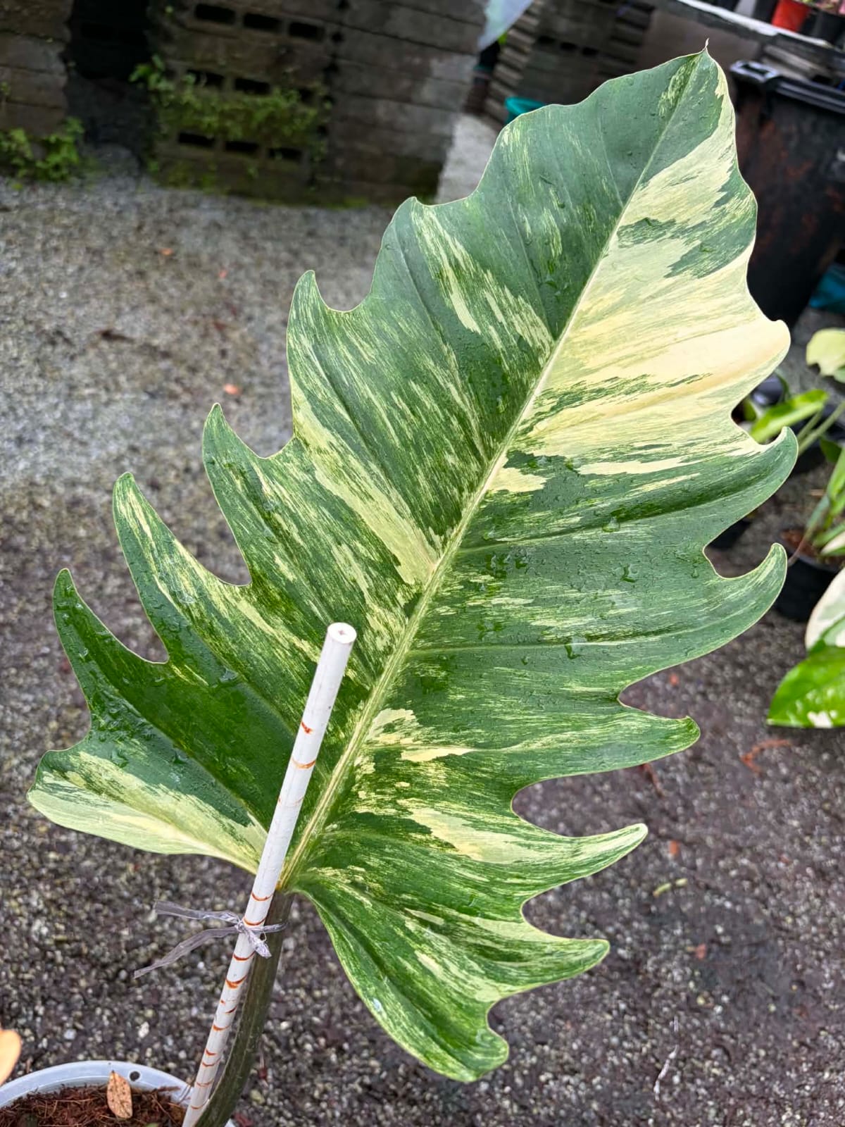Philodendron Caramel Marble A- Pre Order
