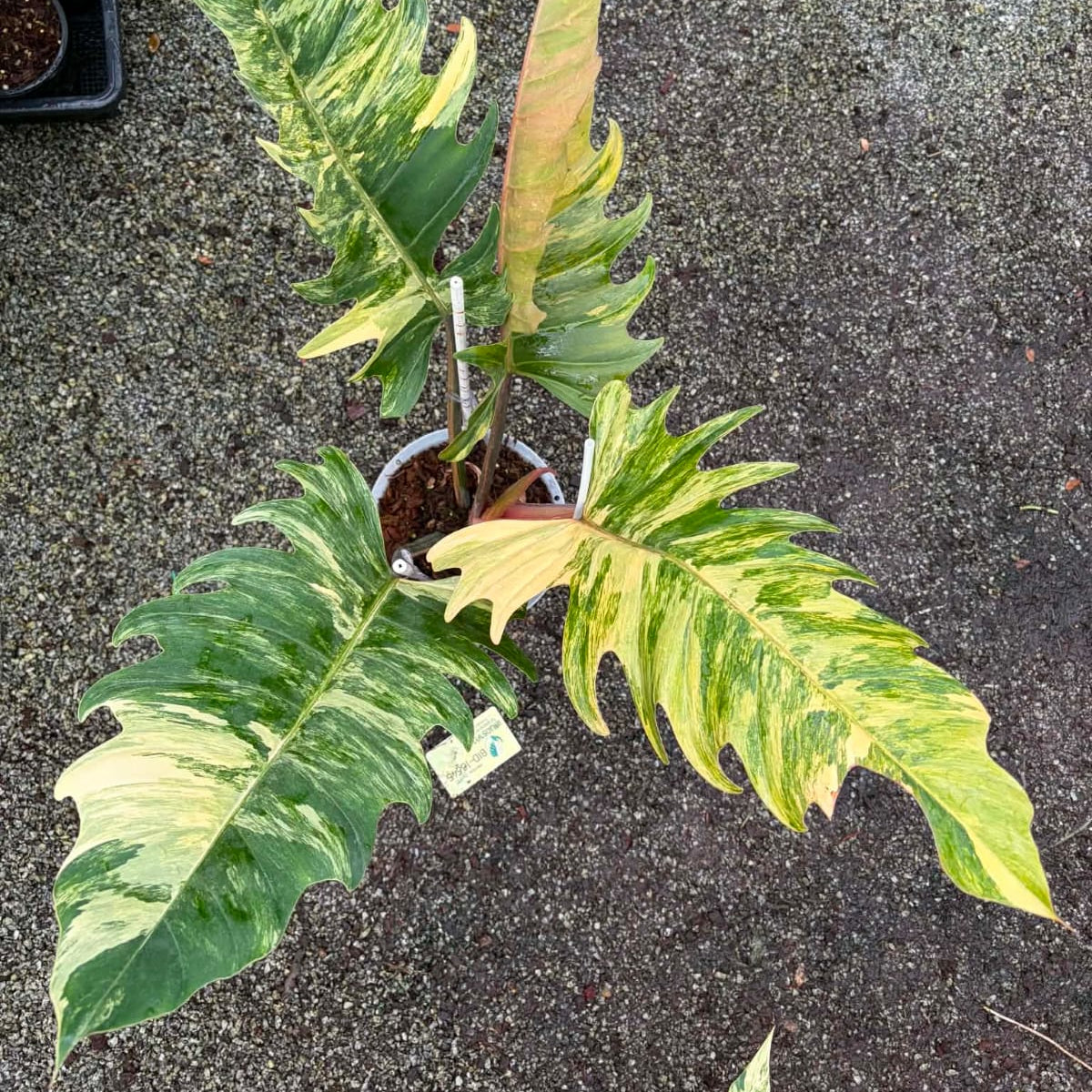 Philodendron Caramel Marble A- Pre Order