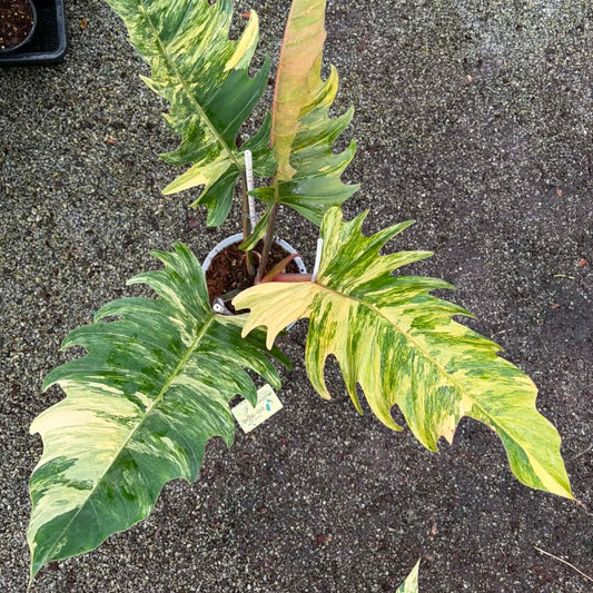 Philodendron Caramel Marble A- Pre Order