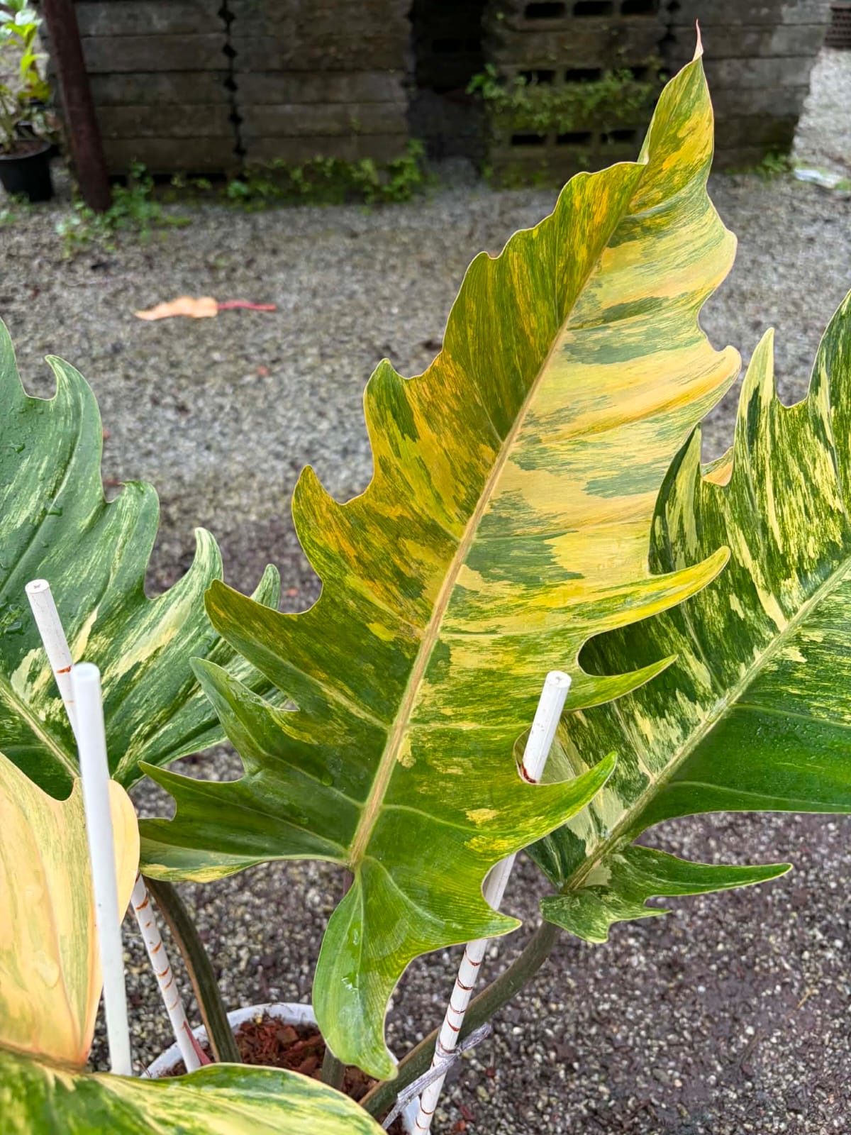 Philodendron Caramel Marble A- Pre Order