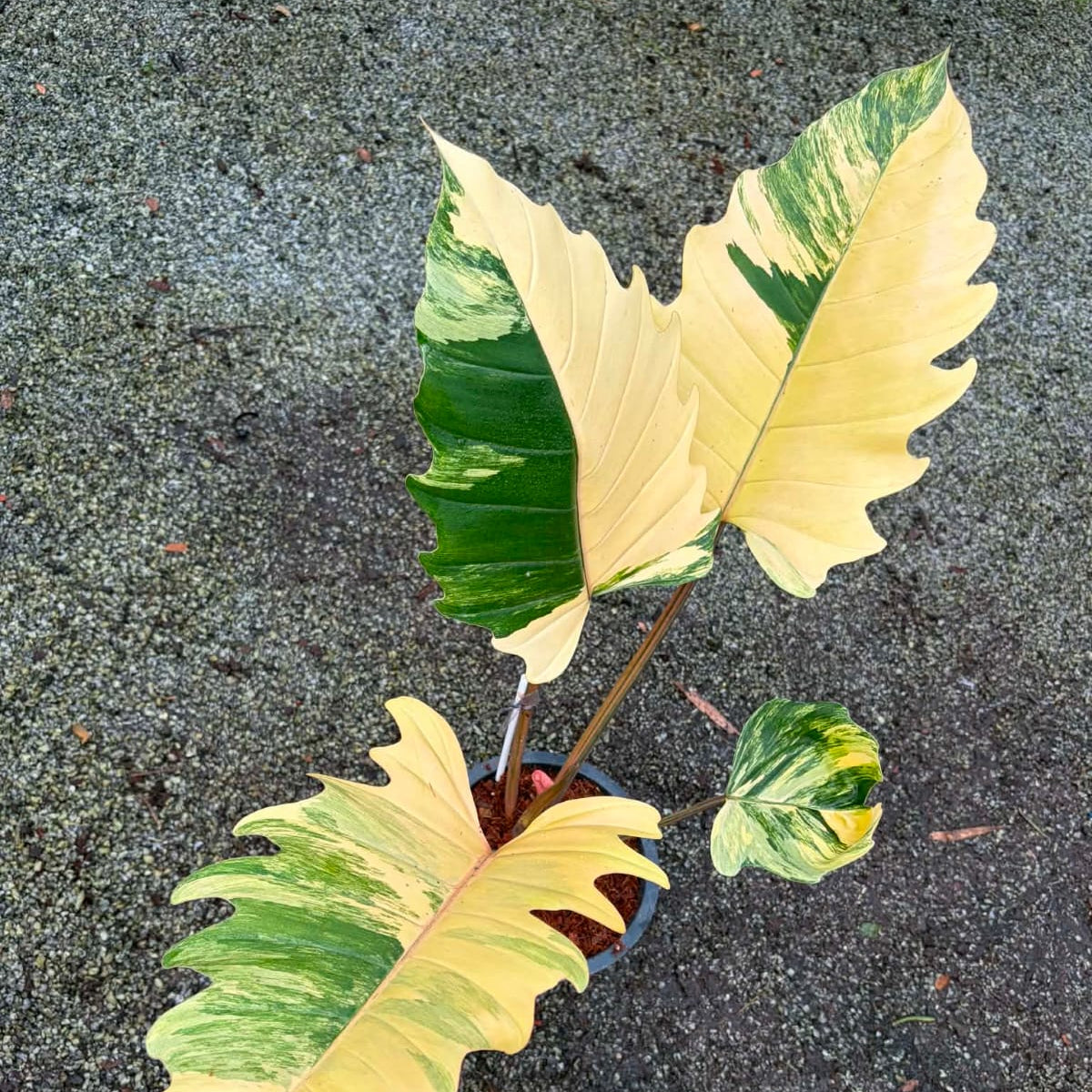 Philodendron Caramel Marble B - Pre Order
