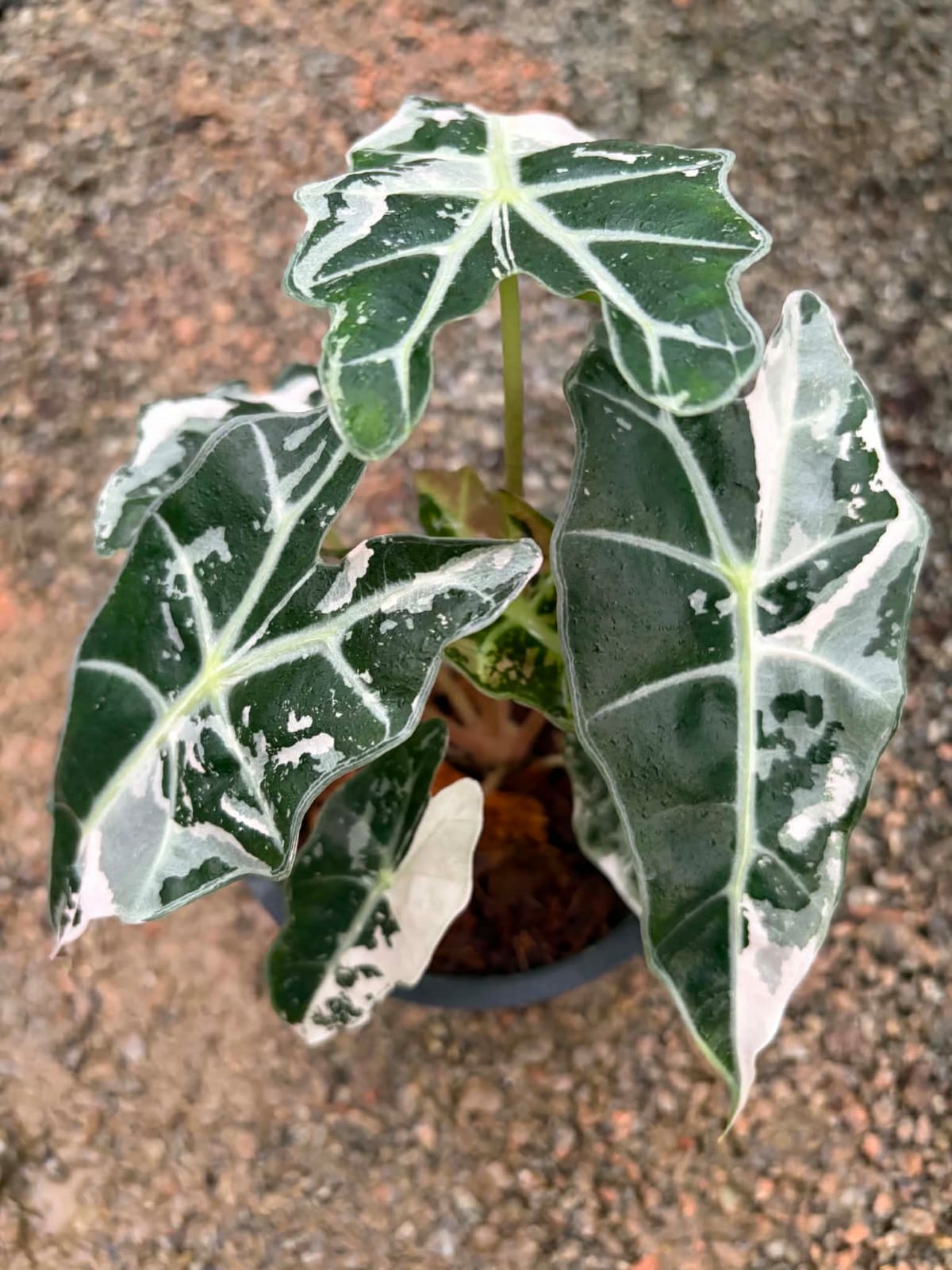 Alocasia Amazonica Albo - Pre Order