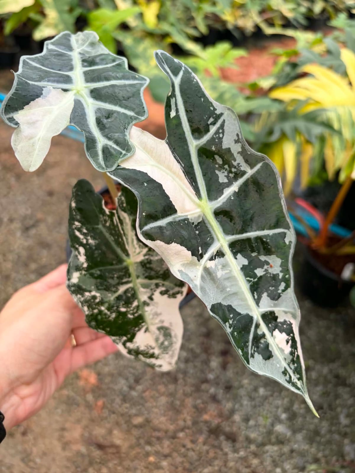 Alocasia Amazonica Albo - Pre Order