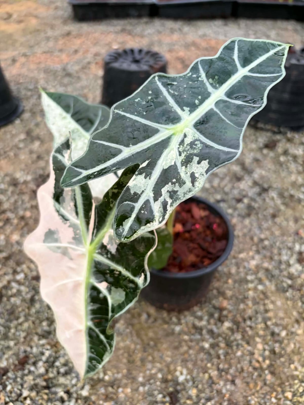 Alocasia Amazonica Albo - Pre Order