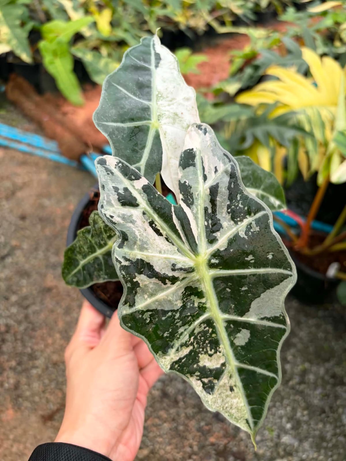 Alocasia Amazonica Albo - Pre Order