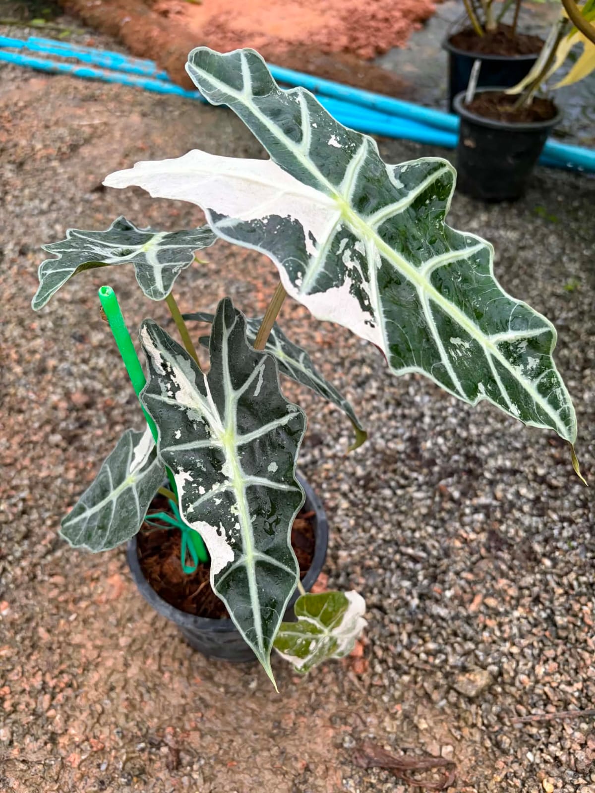Alocasia Amazonica Albo - Pre Order