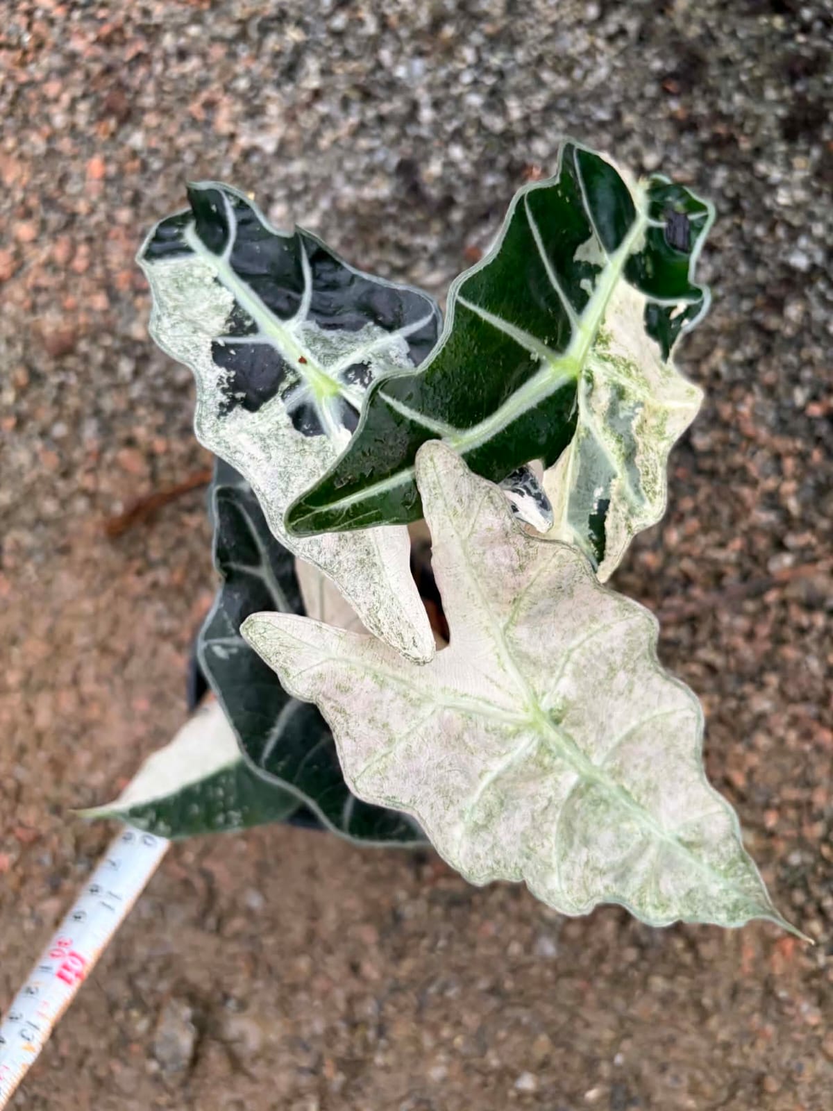 Alocasia Amazonica Albo - Pre Order