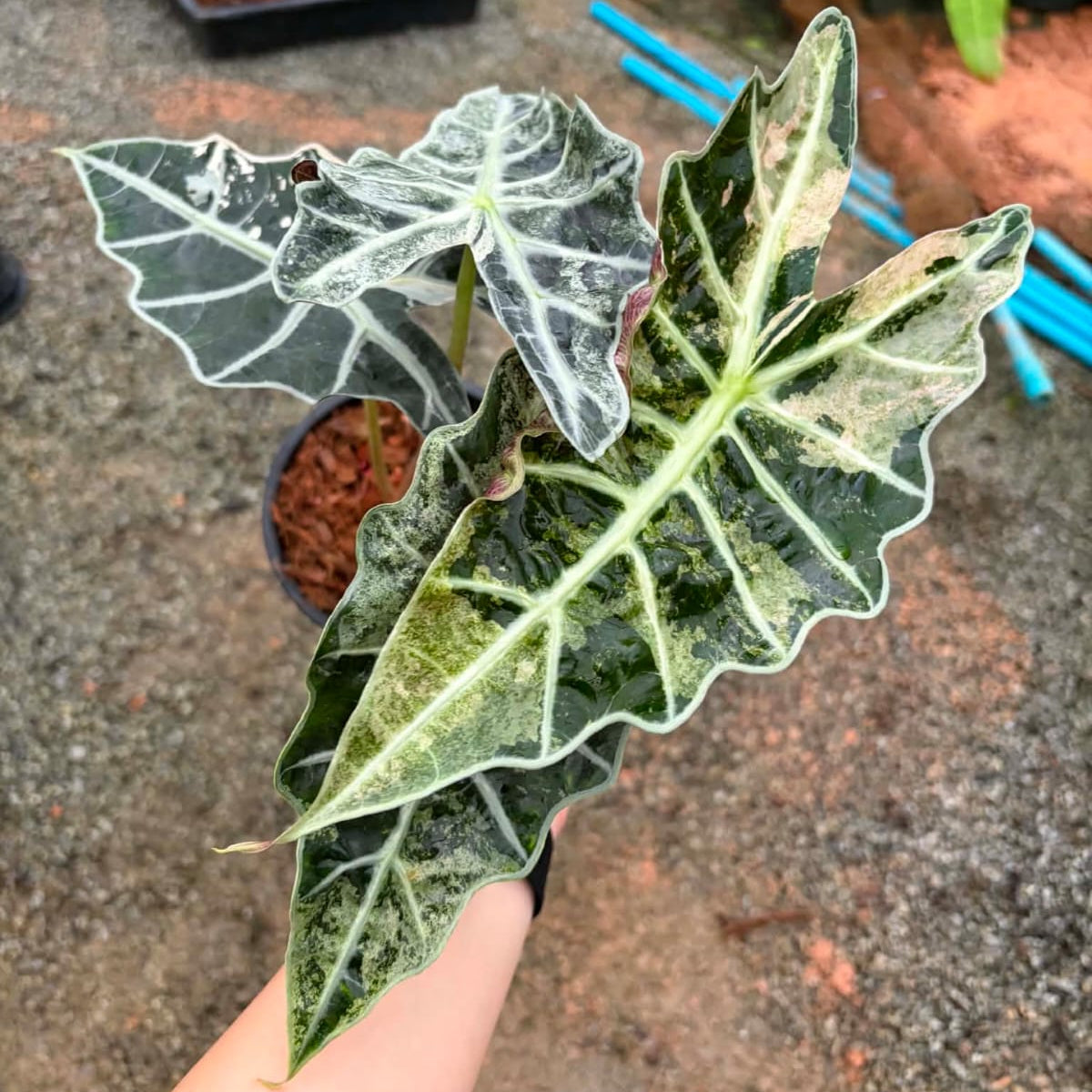Alocasia Amazonica Albo - Pre Order