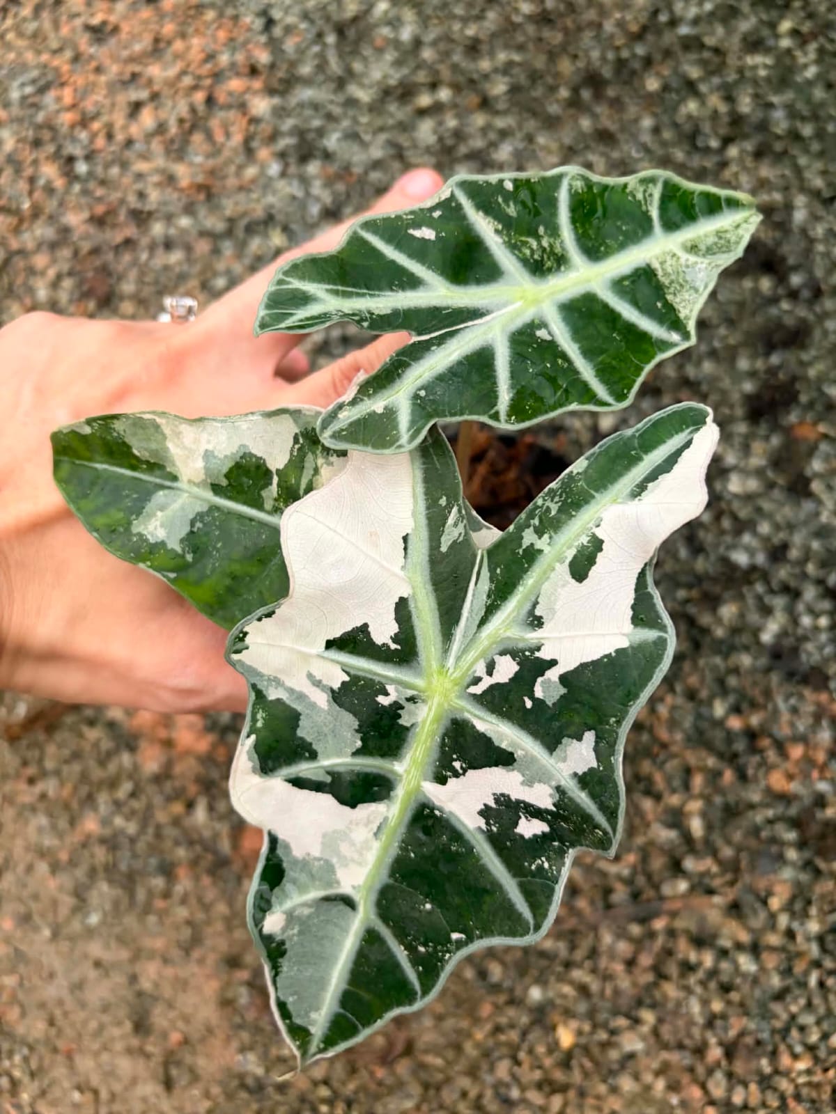 Alocasia Amazonica Albo - Pre Order