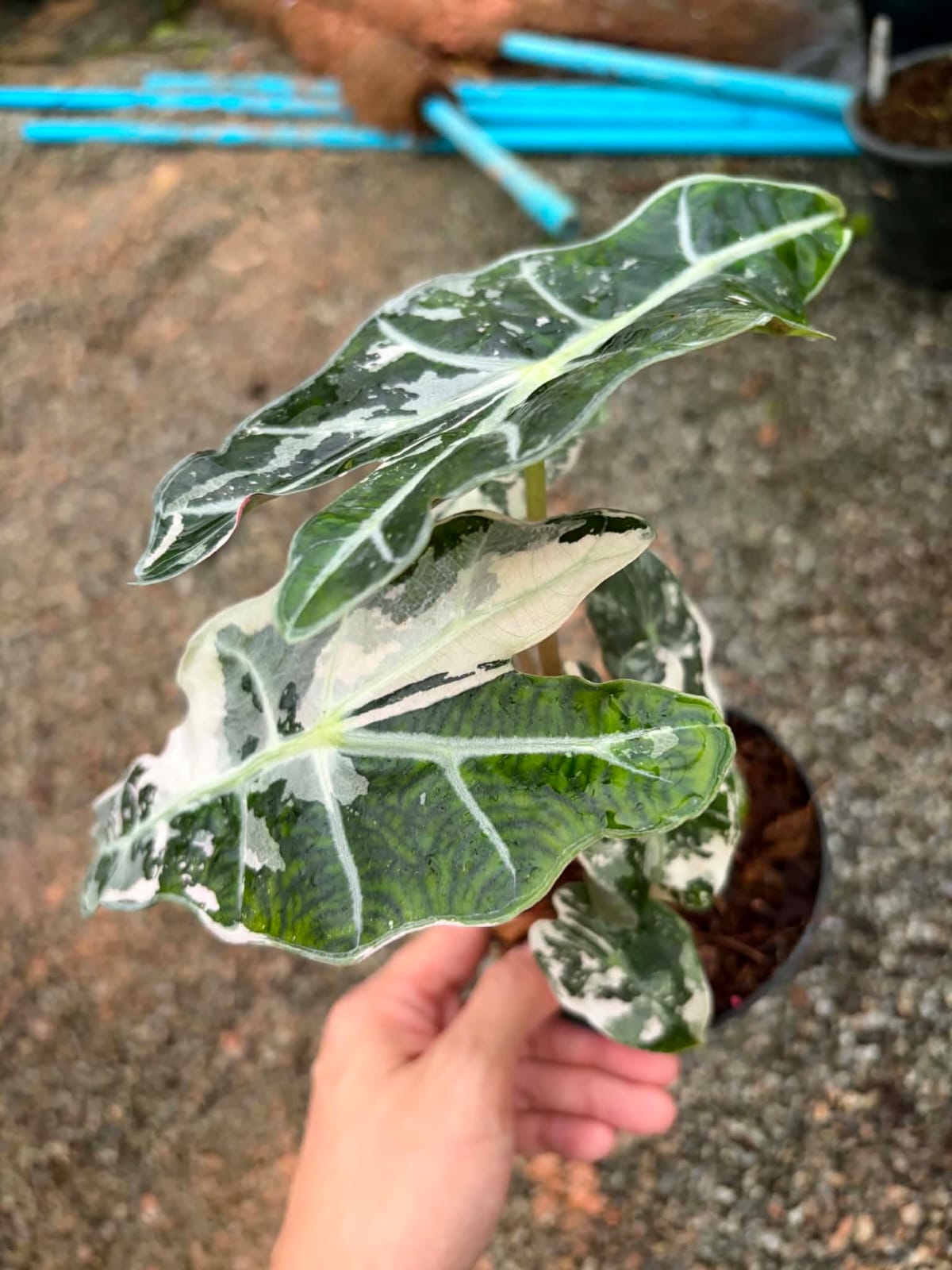 Alocasia Amazonica Albo - Pre Order